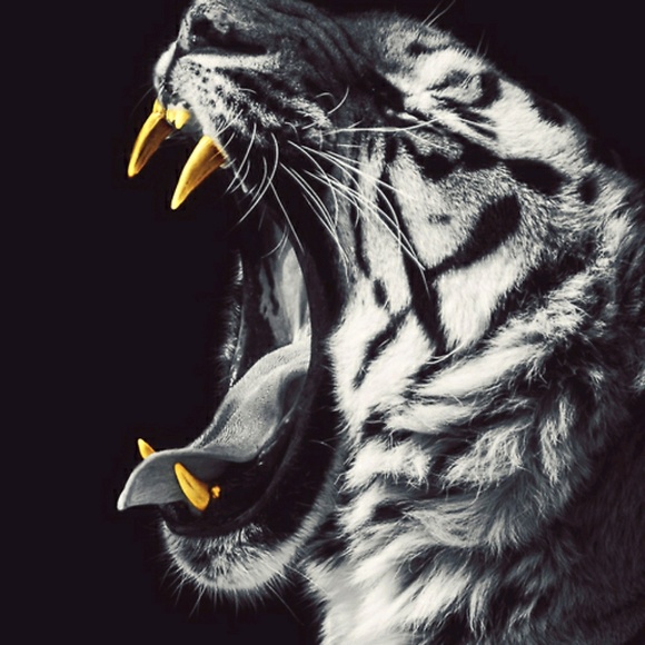 willxdxbeast